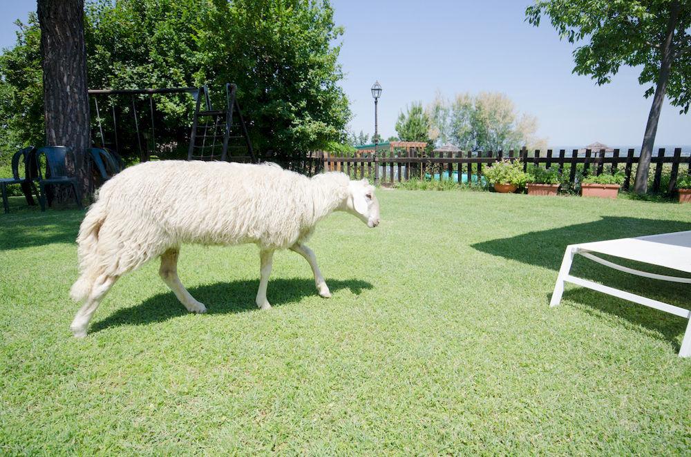 Agriturismo Ca'De'Gatti Фаенца Екстер'єр фото