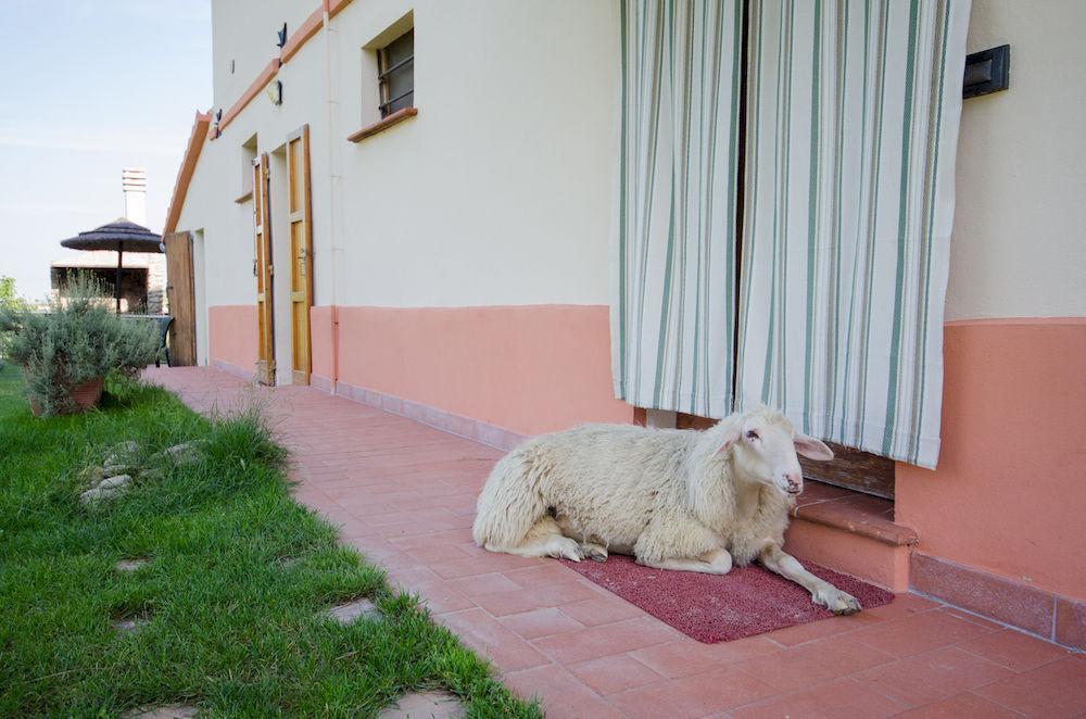 Agriturismo Ca'De'Gatti Фаенца Екстер'єр фото